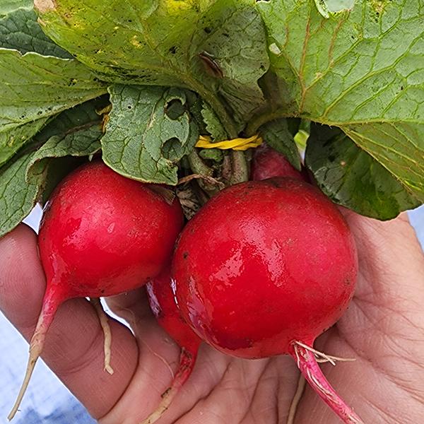 Farmers market radish 2022