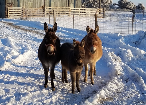 donkeys 495